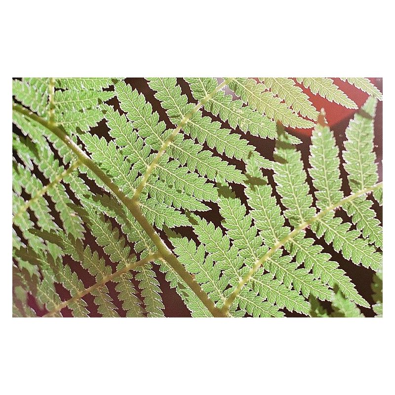 WASHI X- ISO 100 135