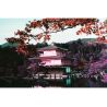 Lomography LomoChrome Purple2021 Petillant