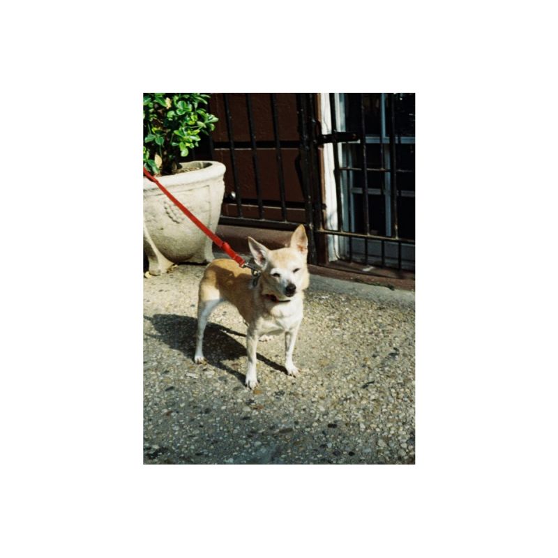 Lomography Color Tiger 110 200 ASA 1-pack