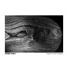 ILFORD PAN F 35mm (36 Poses)