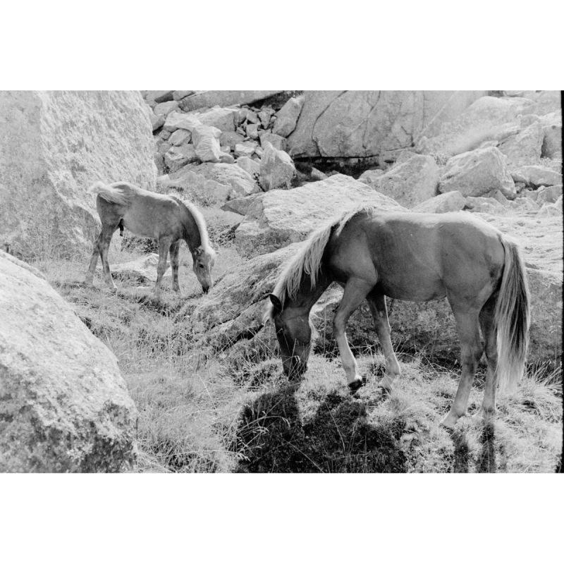 Lomography Monochrome Duet