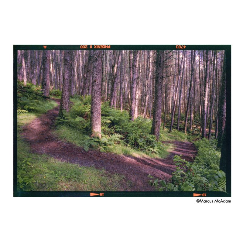 HARMAN PHOENIX II 200 Film couleur 120 – Moyen format créatif