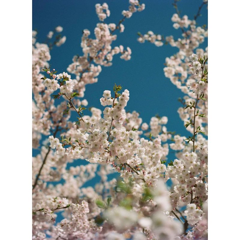 KODAK EKTACOLOR PRO 160 135/36P