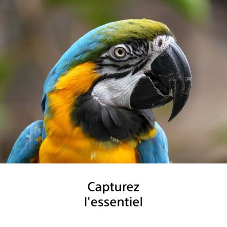 Sony A7 V + 100-400 F8