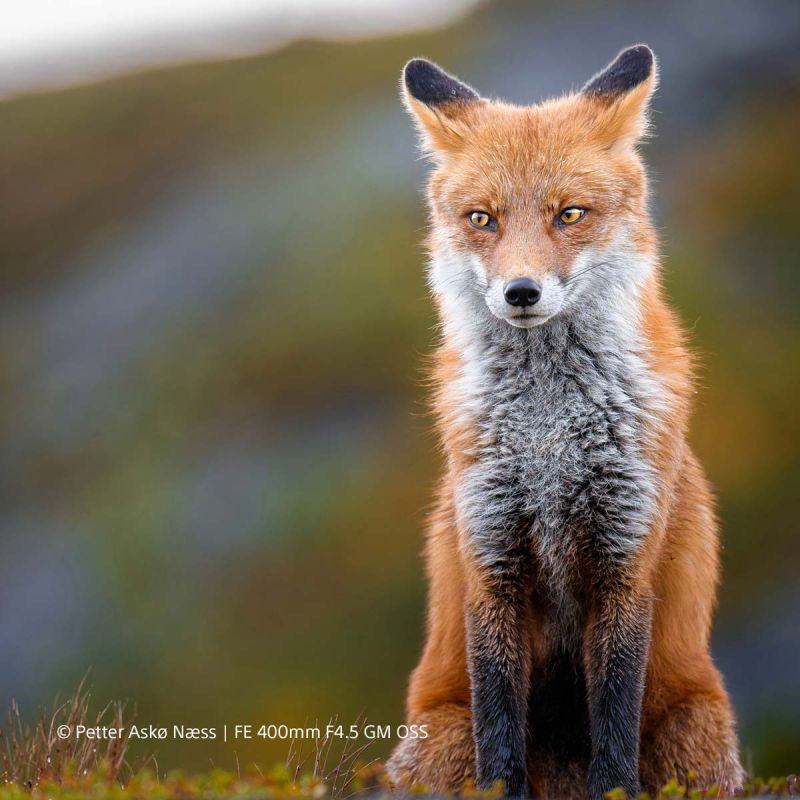 Sony FE 400mm F4.5 GM OSS – Super-téléobjectif G Master