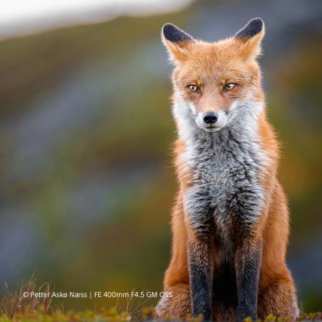 Sony FE 400mm F4.5 GM OSS – Super-téléobjectif G Master