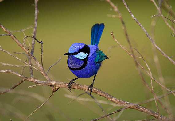 Photos animaux : nos conseils pour réussir vos images